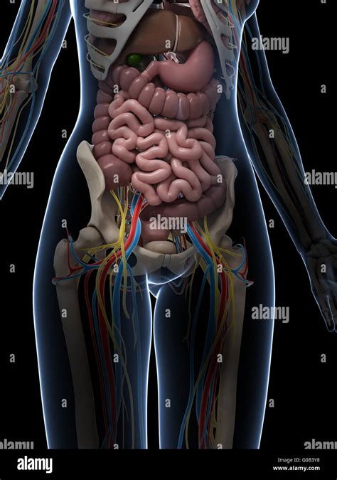 girl anus|Female Anatomy: Labeled Diagrams (Inside and Outside).